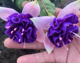 20pcs/pack, Fuschia Seeds Flowers Seeds DG009