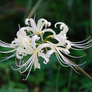 Lycoris.　1028 KEWEI 095 Artificial Lycoris Radiata Red Spider Lily Equinox