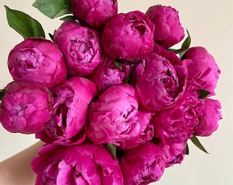 10pcs/pack，Peony Flower Seeds TP012