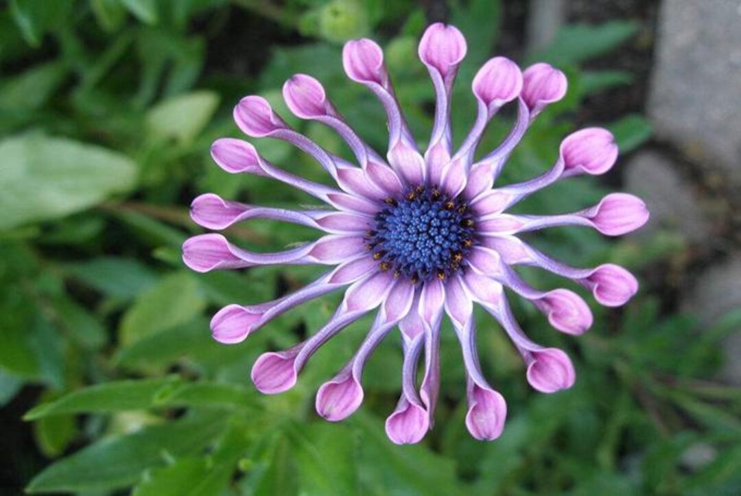 30pcs/pack Rare African Daisy Flower Seeds NYF100 - Etsy