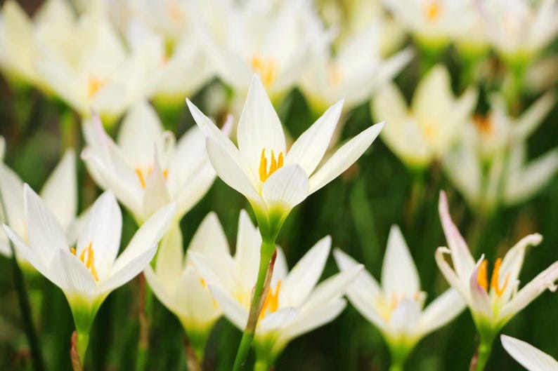 MusicGardenUS Rain Lily Bulb - Thumbnail 2