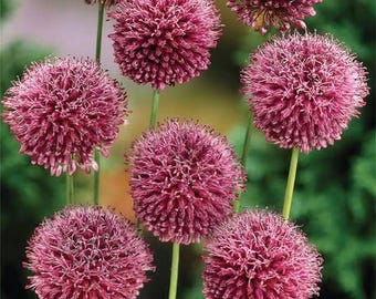 20pcs/pack, Allium Giant Onion Flowers Seeds TT010