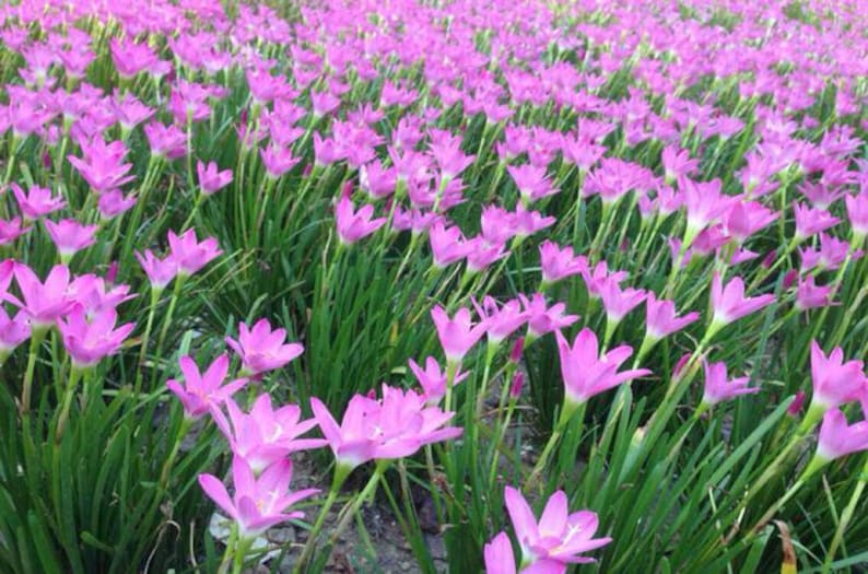 MusicGardenUS Rain Lily Bulb - Thumbnail 3