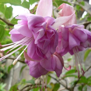 20pcs/pack, Fuschia Seeds Flowers Seeds DG011