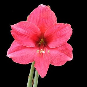 2 Amaryllis Flower Bulbs AF007