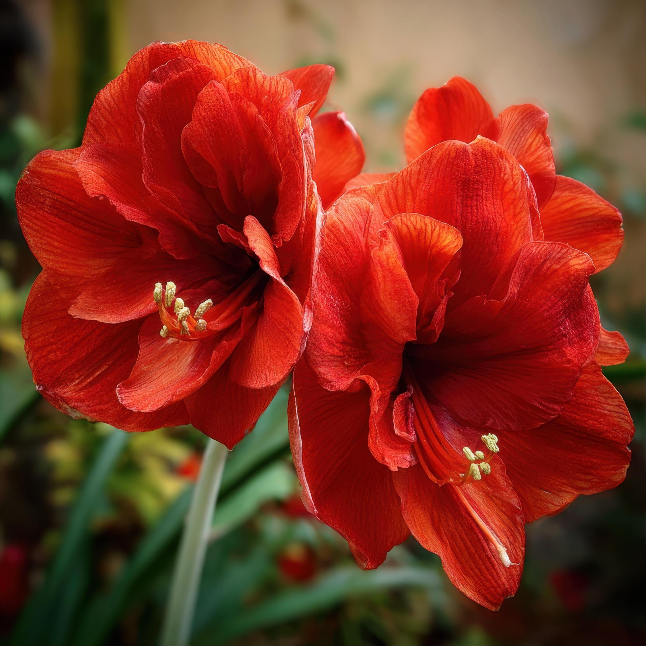 2 Double Amaryllis Flower Bulbs AF313 - Etsy