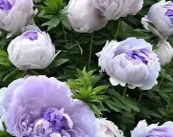 10pcs/pack，Peony Flower Seeds TP015