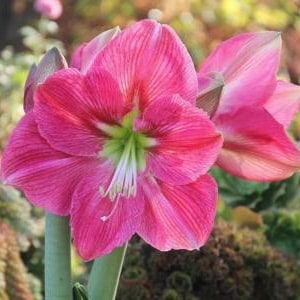 2 Amaryllis Flower Bulbs AF023