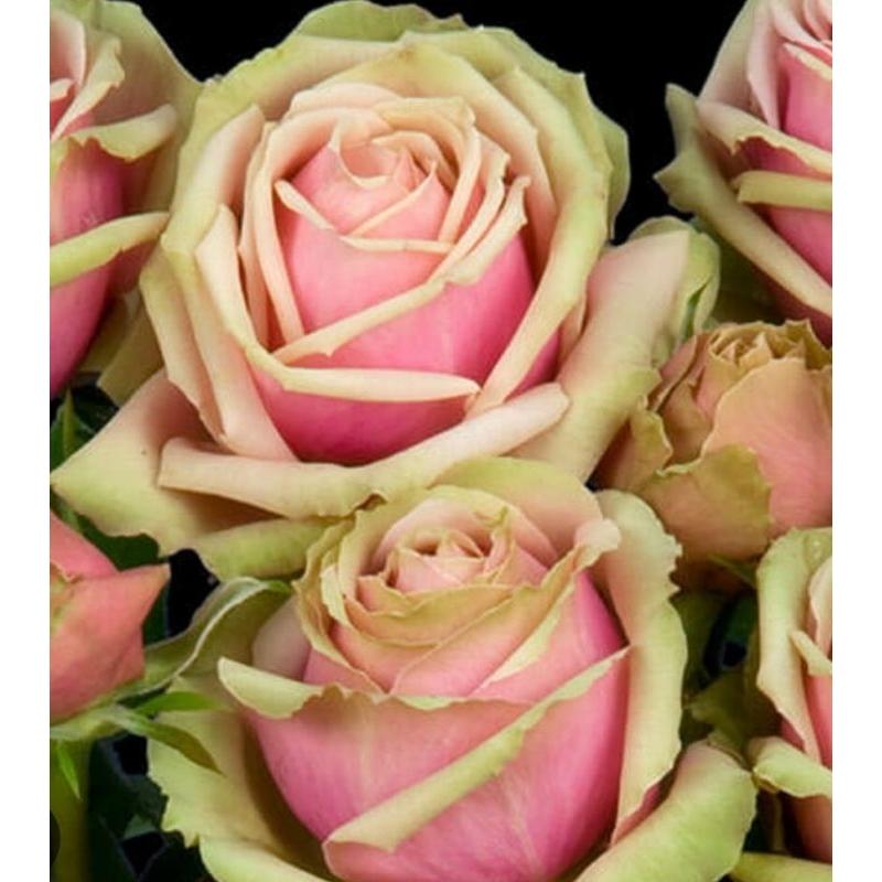 Roseページ•*¨*•.¸♬︎ おまとめ4点セット 20pcs/pack, Beautiful Purple Rose Rosa Flower Seeds RS311 - Etsy