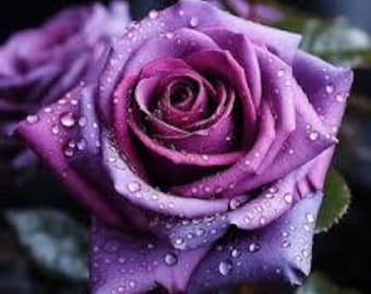 20pcs/pack, Beautiful Purple Rose Rosa Flower Seeds RS503