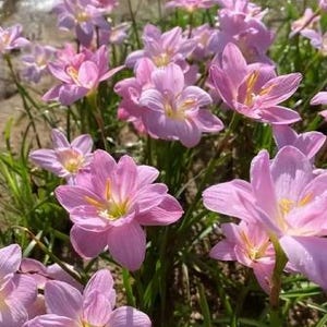 2 Rain Lily Bulb Easy to Grow FY010