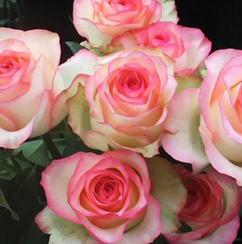 20pcs/pack, Beautiful Purple Rose Rosa Flower Seeds RS311 - Etsy
