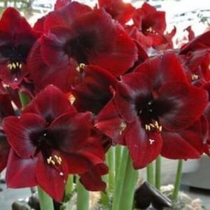 2 Double Amaryllis Flower Bulbs AF061