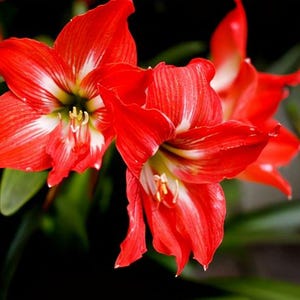 2 Amaryllis Flower Bulbs AF008