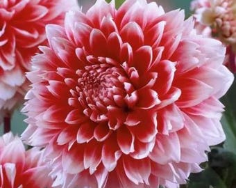 20pcs/pack, Dahlia Flower Seeds DF001 - Etsy