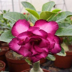 6 Desert Rose Seeds, Desert Rose Flower Seeds DR008