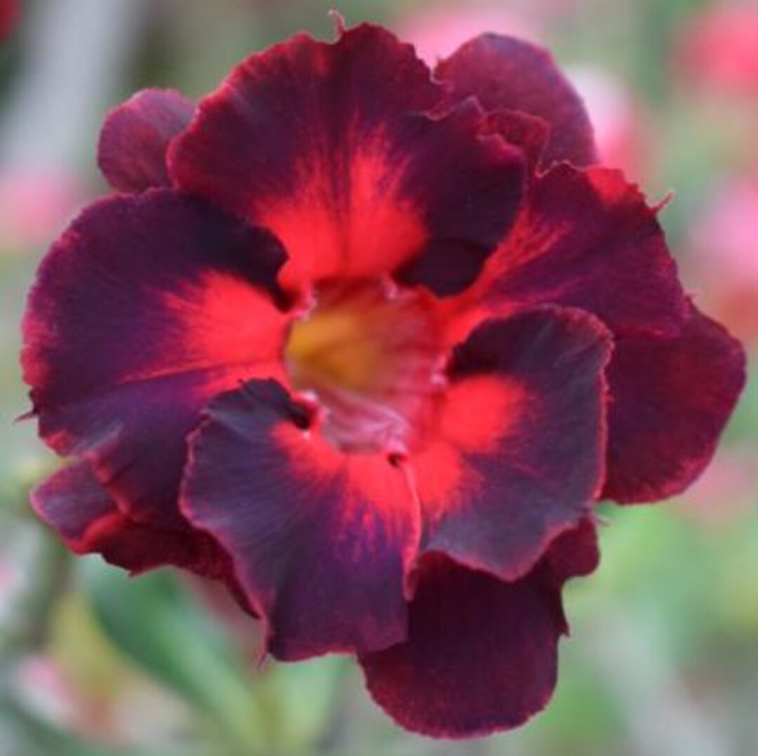 6 Desert Rose Seeds, Desert Rose Flower Seeds DR030 - Etsy