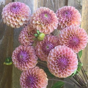 May include: A bouquet of dahlias in shades of pink, peach, and lavender. The flowers have a pompom shape with tightly packed petals. The blooms are arranged against a rustic wooden background, showcasing their vibrant colors and textures.
