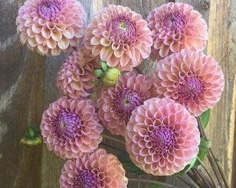 May include: A bouquet of dahlias in shades of pink, peach, and lavender. The flowers have a pompom shape with tightly packed petals. The blooms are arranged against a rustic wooden background, showcasing their vibrant colors and textures.