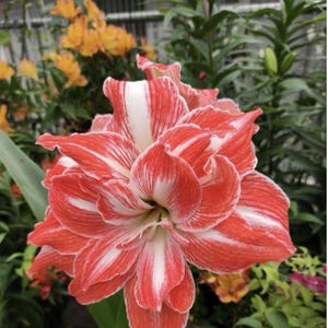 2 Double Amaryllis Flower Bulbs AF060