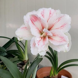 2 Double Amaryllis Flower Bulbs AF012