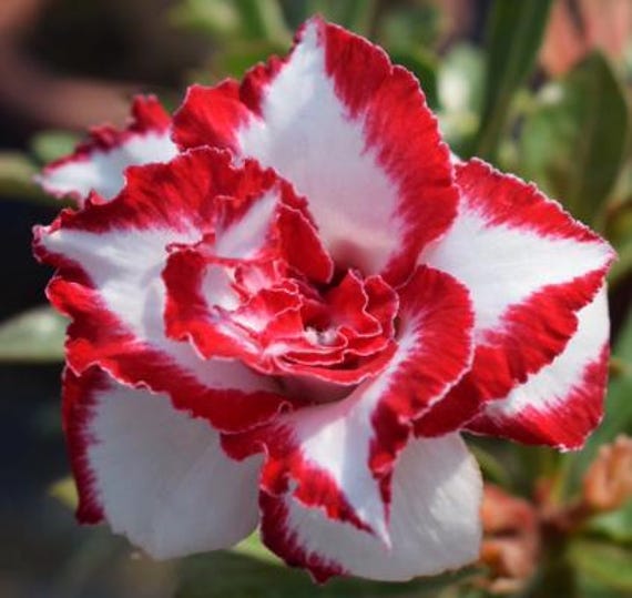 6 Desert Rose Seeds, Desert Rose Flower Seeds DR030 - Etsy