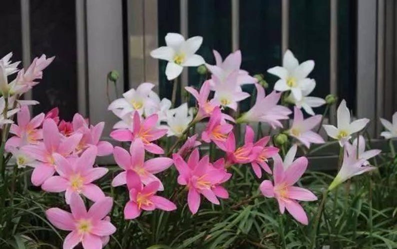 MusicGardenUS Rain Lily Bulb - Thumbnail 5