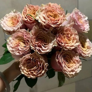 20pcs/pack, Beautiful Rose Rosa Flower Seeds RS170
