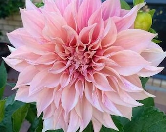 May include: A close-up of a fully bloomed dahlia flower. The flower has multiple layers of soft pink petals, with a darker pink center. Green leaves and buds surround the flower, creating a natural contrast. The dahlia is in full bloom, showcasing its intricate petal arrangement.
