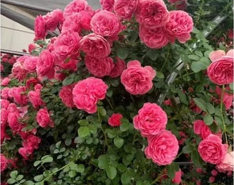 10 ROSE Rosa Bush Flower Seeds BW97001-56 - Etsy