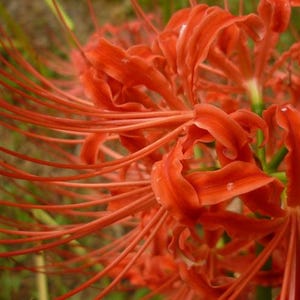 1  Lycoris Radiata Flower Spiderlily Bulbs LRF006