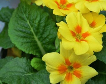 20pcs/pack,  English Primrose Primula Vulgaris Flower Seeds EF003