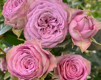 20pcs/pack, Beautiful Purple Rose Rosa Flower Seeds RS314