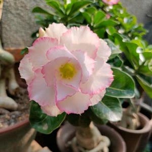 6 Desert Rose Seeds, Desert Rose Flower Seeds DR003