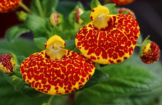 10pcs/pack，Calceolaria Herbeohybrida Pocketbook Flower Seeds CH007