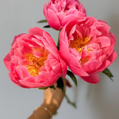 20pcs/pack, Beautiful Climbing Rose Rosa Bush Seeds RS101 - Etsy