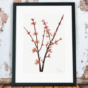 impression d'art vintage 1920 érable rouge en fleurs / impression d'art aquarelle botanique vintage / décoration nature / art mural imprimable / clipart fleur