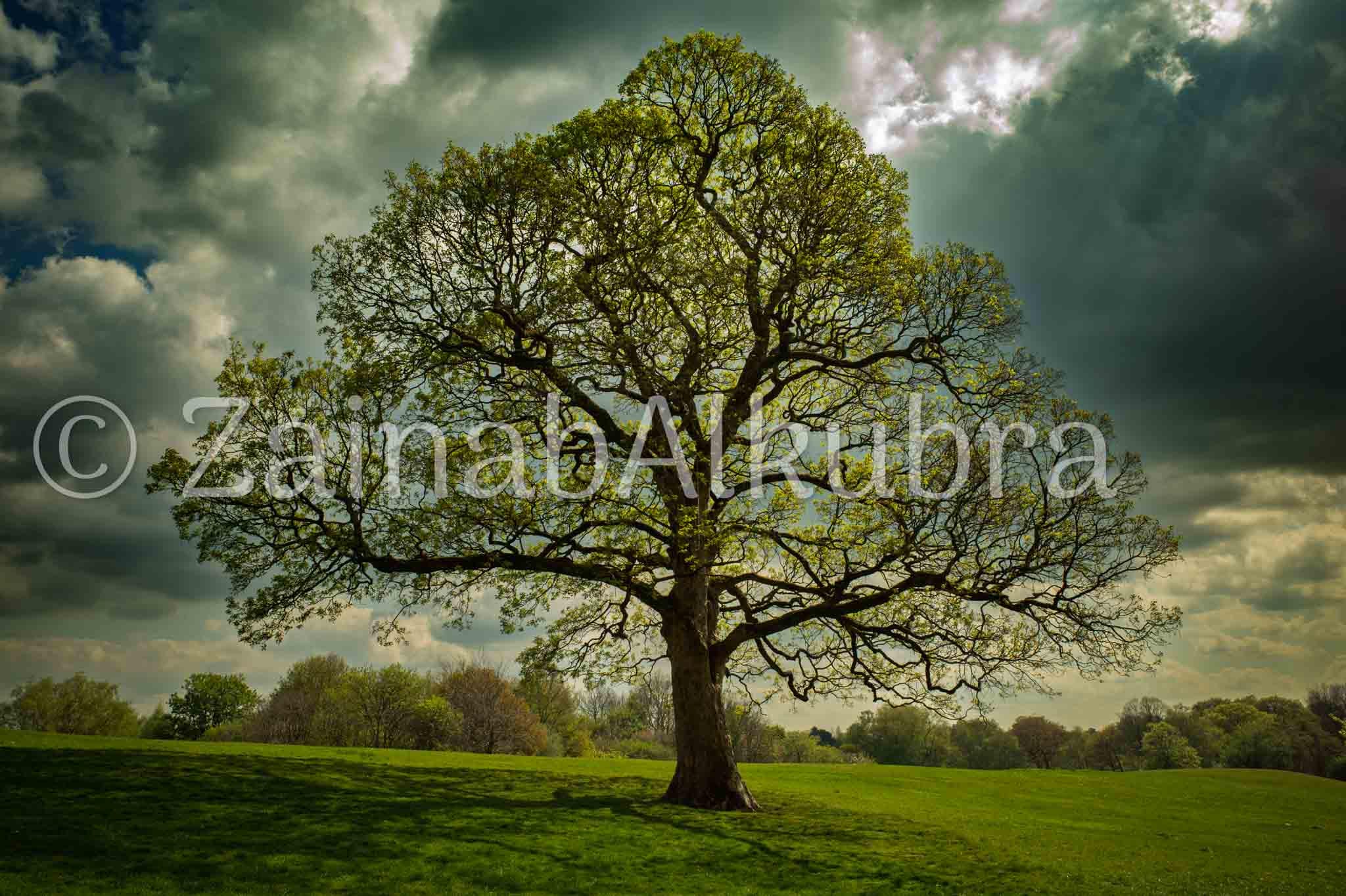 Tree Photo Print Nature Wildlife - Etsy