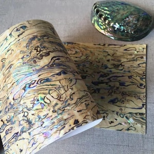 May include: A curved sheet of iridescent abalone shell veneer featuring a natural tan and cream base with swirling dark brown patterns and shimmering blue and green highlights, accompanied by a single polished abalone shell fragment.