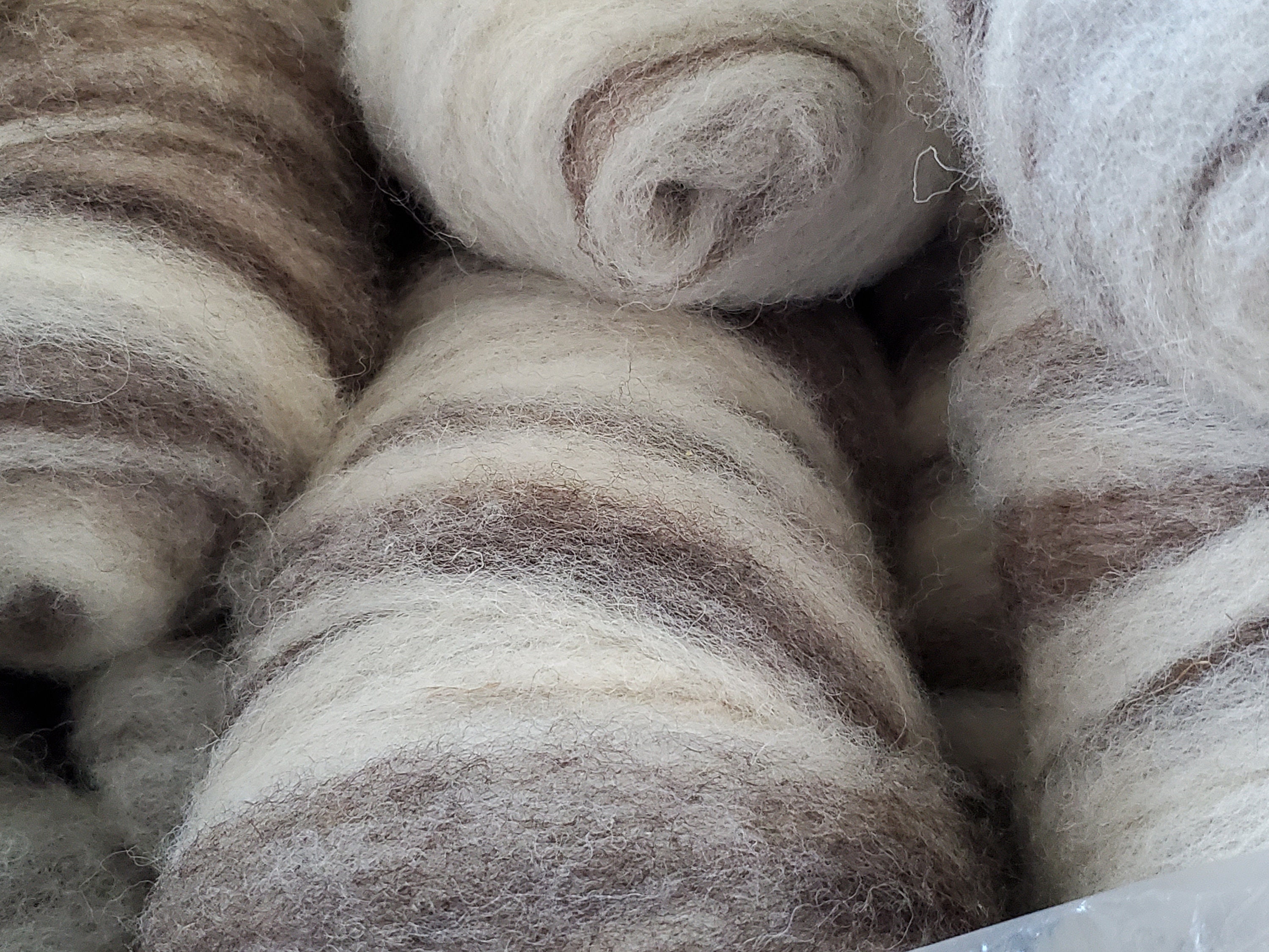 4 Ounces of Striped 100 Jacob Wool Roving From Maineheritage Breed Etsy