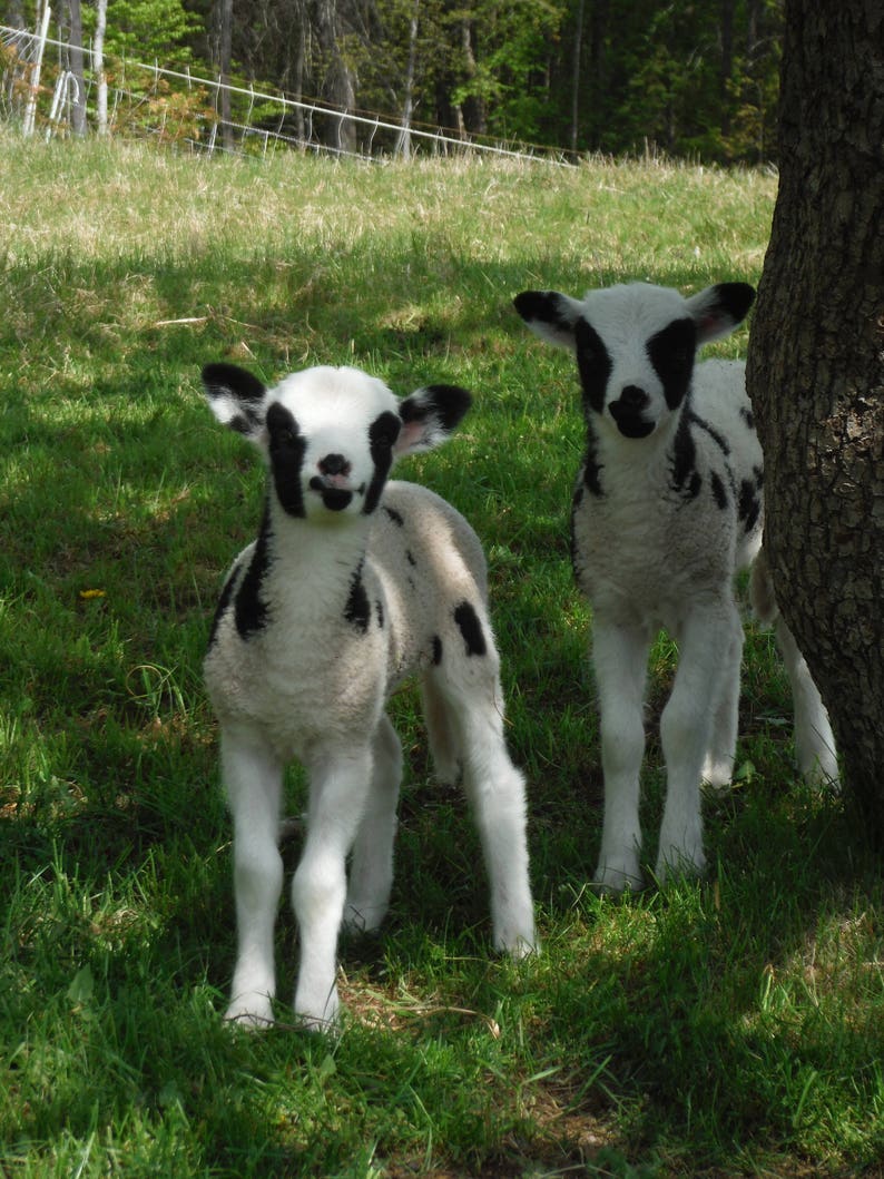 4 Ounces of Striped 100 Jacob Wool Roving From Maineheritage Breed Etsy
