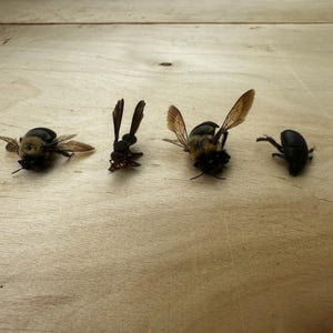 Insect Lot - Bumblebees - Wasp - Beetle