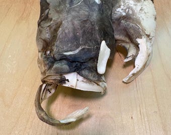 Dried Catfish Head