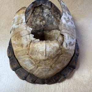 May include: A set of three ceramic mugs with a speckled, matte finish. The mugs are in shades of cream, light gray, and dark gray. Each mug has a simple, minimalist design, perfect for coffee or tea.