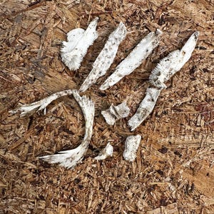 Turtle Bone lot