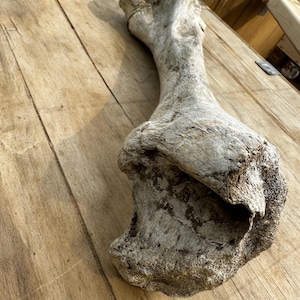 Sun Bleached Cow Femur Bone: Ethically Sourced, LARGE bone, bovine