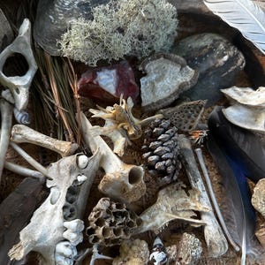 May include: A collection of natural elements including bones, shells, feathers, pine cones, and lichen. The arrangement features various textures and colors, with a focus on the details of each item. The composition suggests a nature-themed display or craft project.