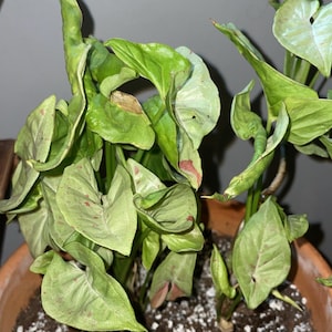 Confettis Syngonium