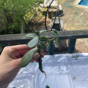 Jade plant