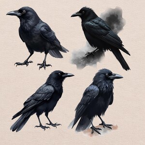 Akvarell Raven Clipart, Black Crow PNG-illustrationer (digital nedladdning) bild 6